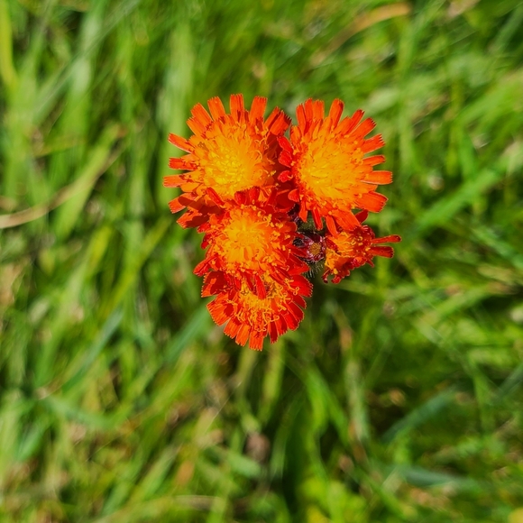 Like this post to be notified when I go live! - Picture 9 of 17